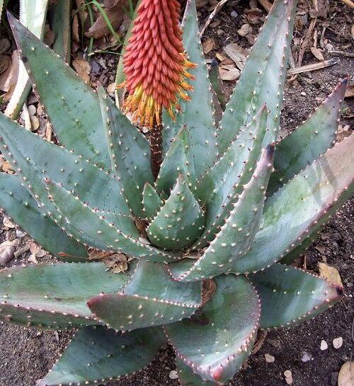 Aloe aculeata (Aloja);Z;.20-40cm/7.5L