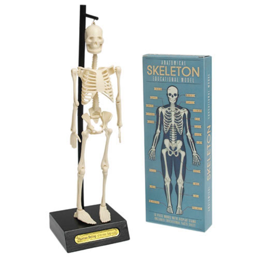 Rex Skelet Anatomical