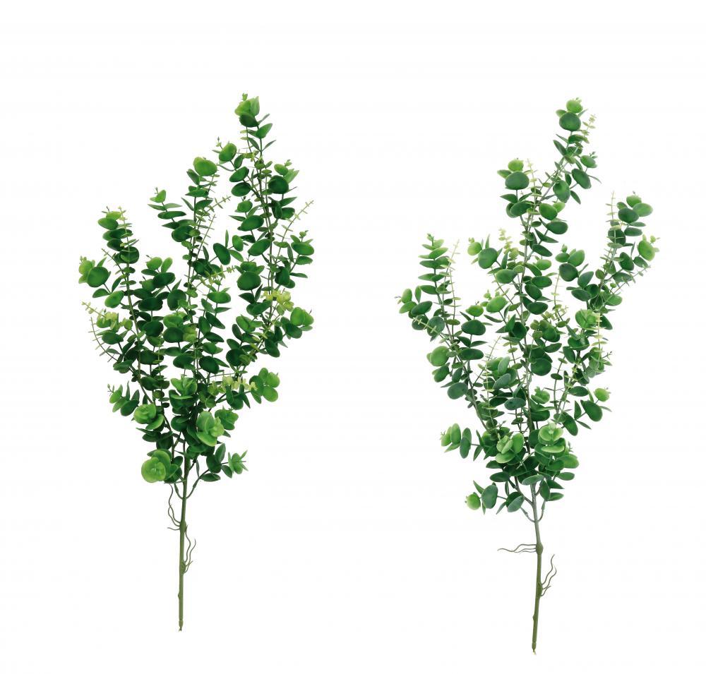 Grana Eukaliptus A2C Cm77 101567