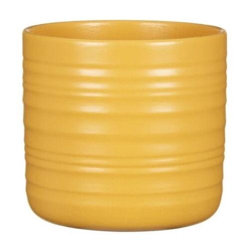 Saksija Curcuma 850/23, Žuta