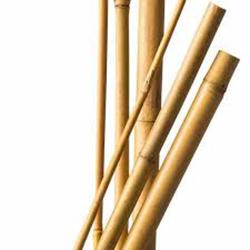 Papillon Bambus Pritka Fi26-28Mm H300Cm
