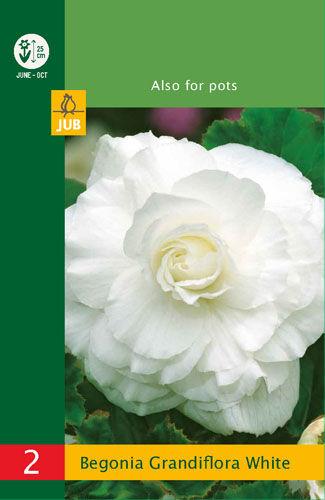 Jub Sjeme Lukovica Begonia Grandiflora, 2 komada