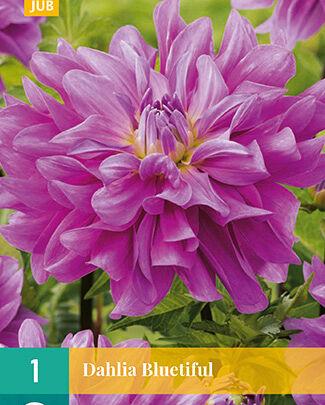 Jub Sjeme Lukovice Dahlia Bluetiful