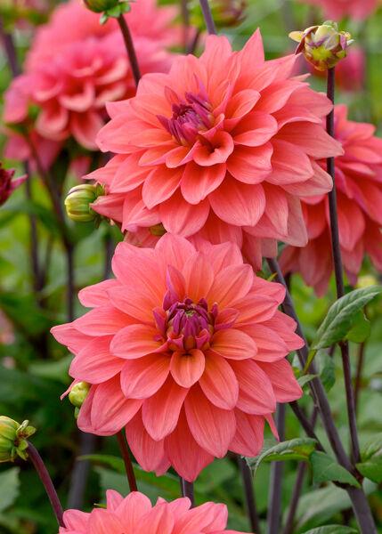 Lukovica Dahlia American Dawn