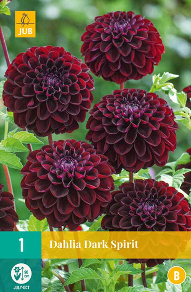 Jub Sjeme Lukovica Dahlia Dark Spirit