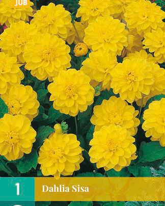 Jub Sjeme Lukovica Dahlia Sisa