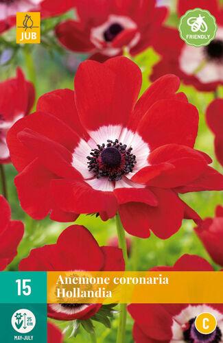 Jub Sjeme Lukovica Anemone Coronaria Sylphide, 15 komada