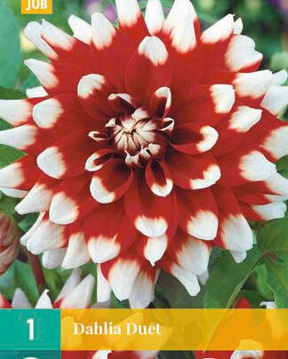 Jub Sjeme Lukovica Dahlia Duet