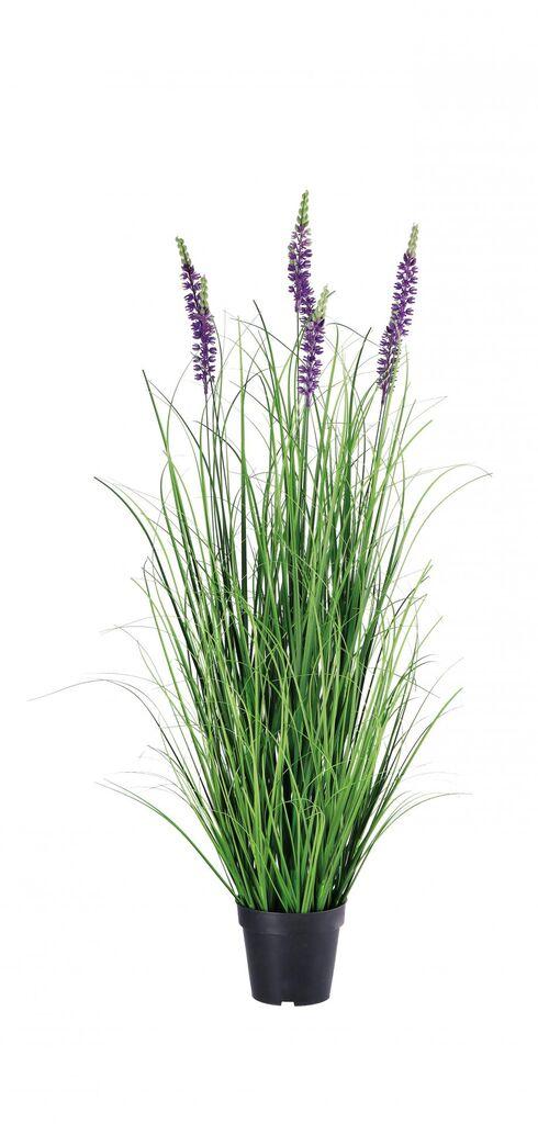 Lavanda U Saksiji Diam17Xh120 107383