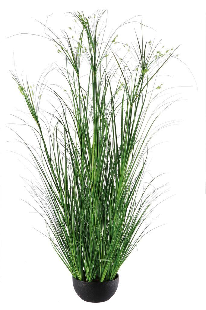 Ukrasna Trava U Saksiji Diam25Xh170 107381