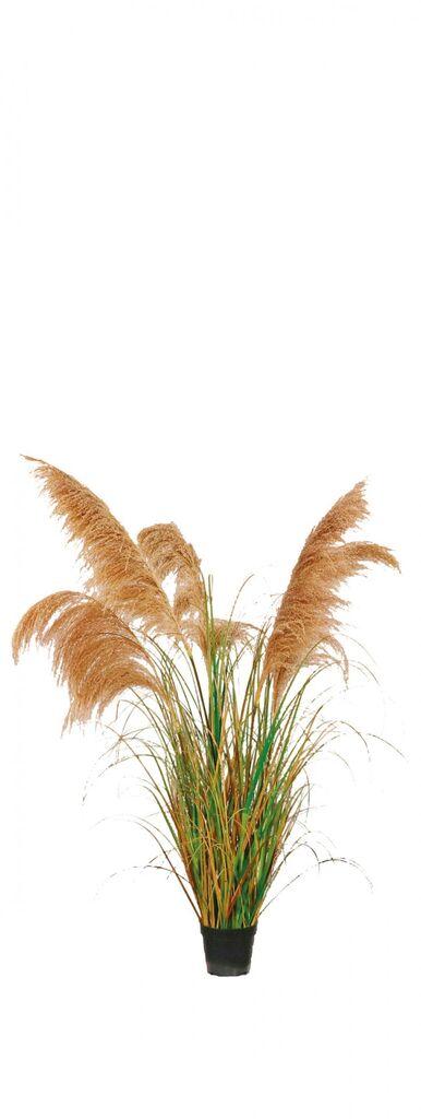 Pampas U Plastičnoj Saksiji Diam15Xh150 101084