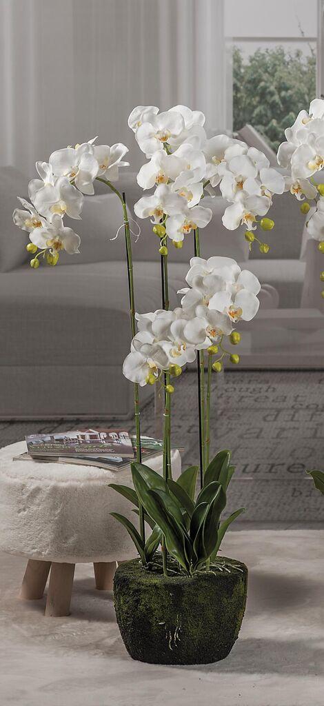 1 Star Orhideja U Saksiji D28Xh110 57715