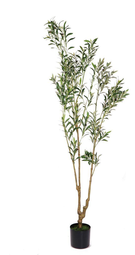 Maslina U Saksiji Diam19,5Xh210 107396