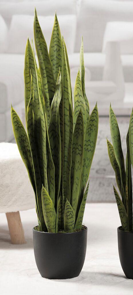 Sanseveria U Saksiji H88 57651
