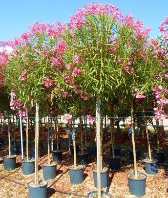 Piante Faro Nerium oleander (Oleander) Red ;Z;Obim 6-8cm/25L
