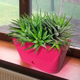 Nuova Pasquini e Bini Žardinjera 60x20x20cm LUNA Crvena