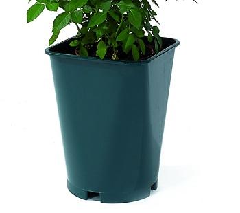 Nuova Pasquini e Bini Saksija plastična 14x14x21cm zelena 3Lit QT14AV