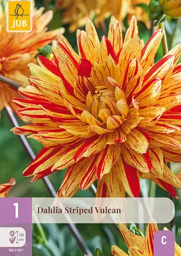Jub Sjeme Lukovica Dahlia Striped Vulcan