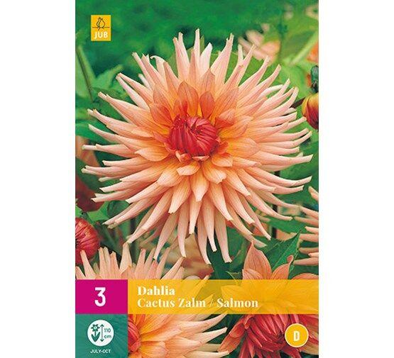 Jub Sjeme Lukovica Dahlia Salamon, 3 komada