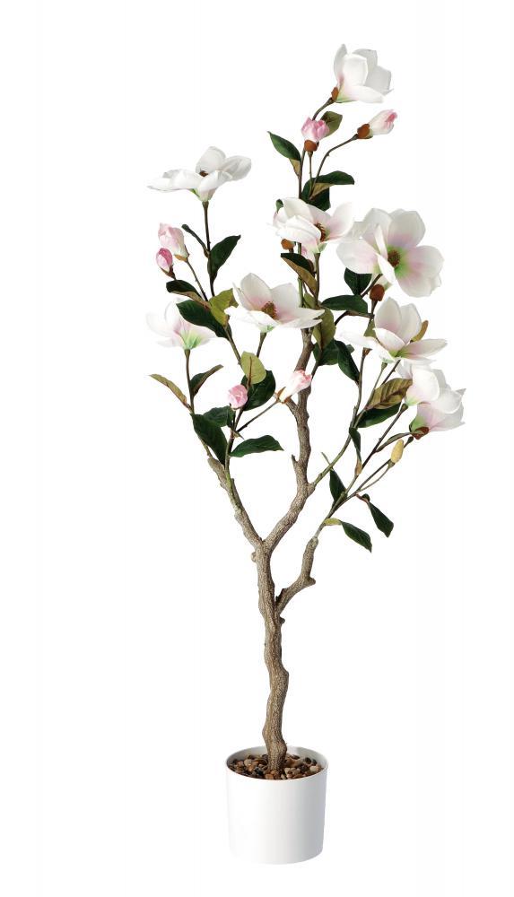Magnolija Bijela U Saksiji Diam17Xh125 74890