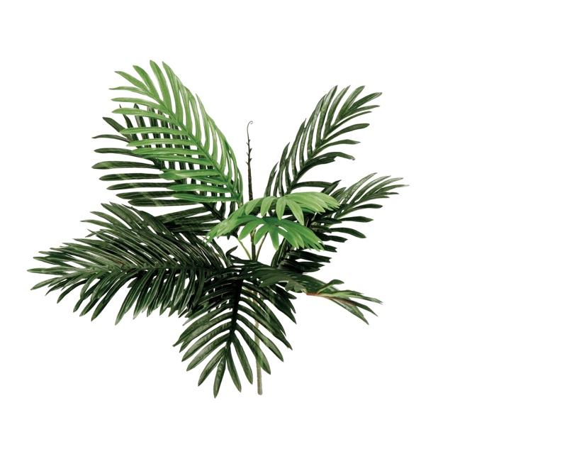 Grana Palme  Decorazione Cm58 75714