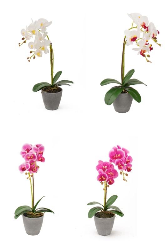 Orhideja U Saksiji A4C Diam12Xh50 59004