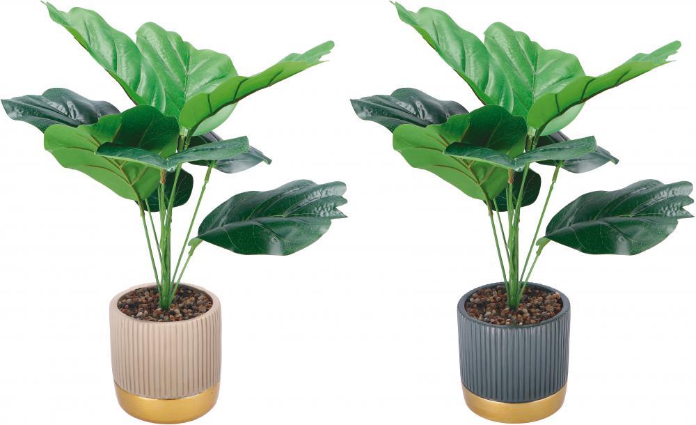 Ukrasni Cvijet U Saksiji  Diam12Xh40 83539