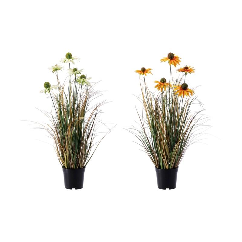 Cvijet U Saksiji  D11H62 101077