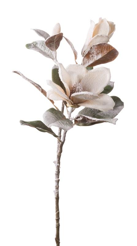 Mgnolija Cm81   64394