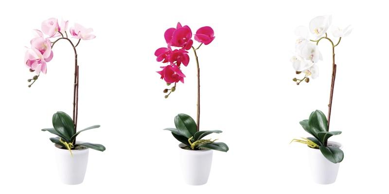 Cvijet Orhideja U Saksiji Ass3Col D11Xh48 86173