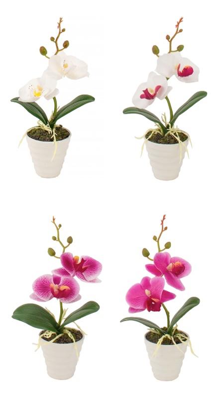 Orhideja U Saksiji A4C Diam65Xh23 59000