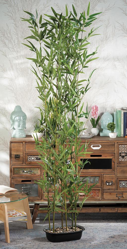 Bambus U Saksiji  H180 52662