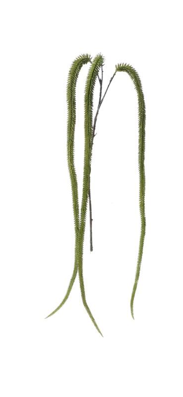 Ukrasna Puzavica  Cm140 103798