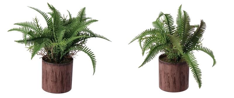 Paprat U Saksiji  A2Col D75Xh24 101582