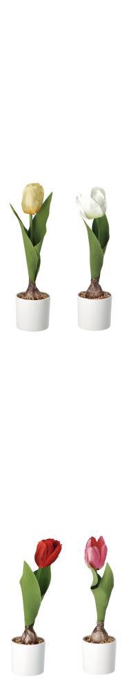 Lala U Keramickoj Saksiji  Diam7Xh25 74874