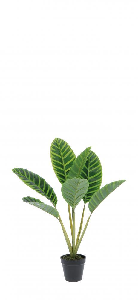 Kalatea U Saksiji  Diam10Xh60 79605