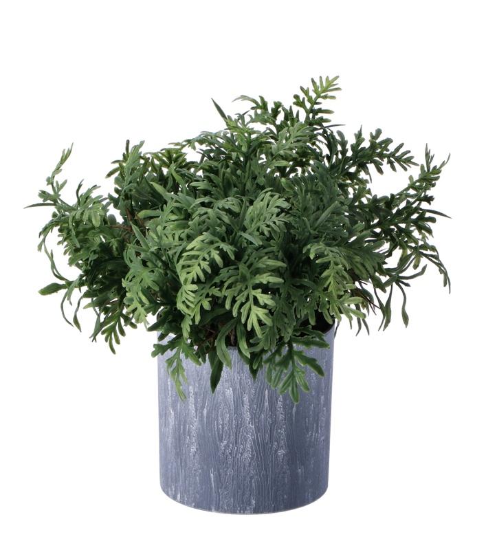 Ukrasno Zelenilo U Saksiji  D75Xh18 101579