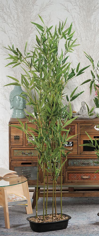 Bambus U Saksiji  H150 52661