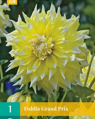Jub Lukovice Dahlia Kelvin Floodlight, 1 komad