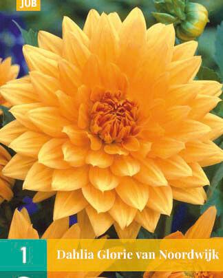 Jub Lukovica Dahlia Glory Van Noordwijk, 1 komad