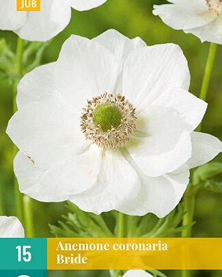 Jub Lukovica Anemone Coronaria Bride Vj, 15 komada