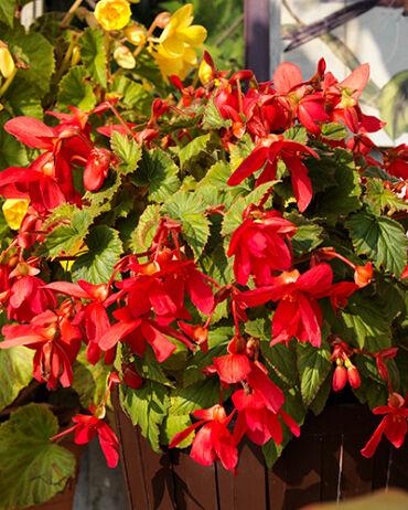 Jub Lukovica Begonia Pendula, 3 komada, Crvena