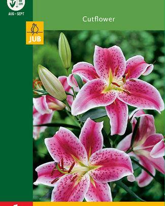 Jub Lukovica Lilium Oriental, Crveno-bijela, 1 komad
