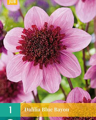 Jub Lukovica Dahlia Blue Bayou, 1 komad
