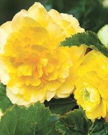 Jub Lukovica Begonia Pendula Yelow, 3 komada