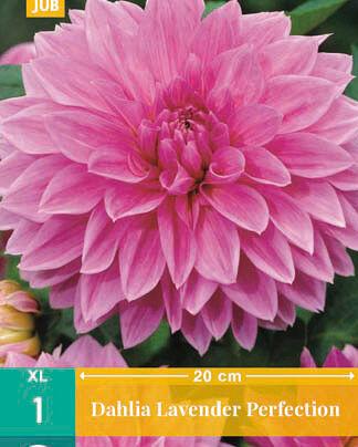 Jub Lukovice Dahlia Lavender Perfection, 1 komad