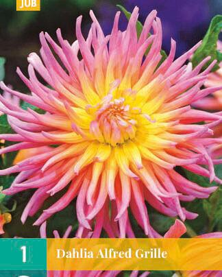 Jub Lukovica Dahlia Alfred Grille, 1 komad