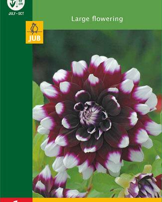 Jub Lukovica Dahlia Decorative, Crveno-bijela, 1 komad