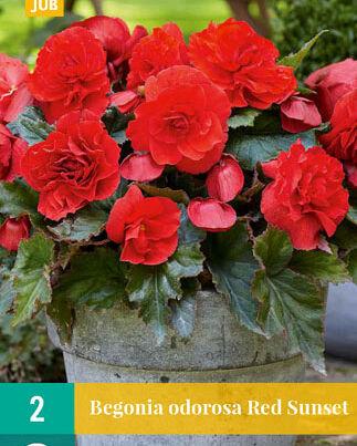 Jub Lukovica Begonia Cascade Odorosa Red Sunset, 2 komada