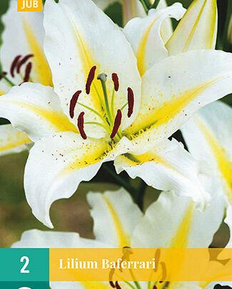 Jub Lukovica Lilium Baferrari, 2 komada